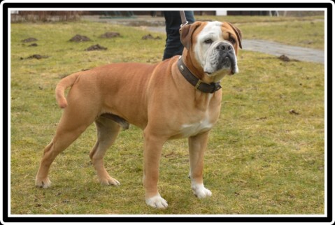 Continental Bulldog Seeblickbulls 210803 Continental Bulldog Seeblickbulls 210803
