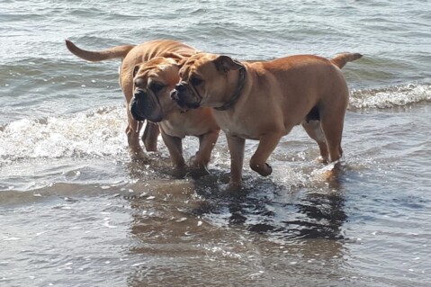 Continental Bulldog Seeblickbulls 210815 Continental Bulldog Seeblickbulls 210815