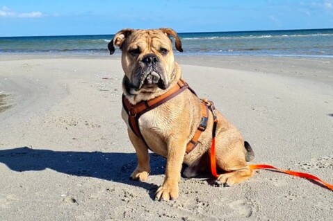 Continental Bulldog Seeblickbulls 210822 Continental Bulldog Seeblickbulls 210822