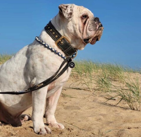 Continental Bulldog Seeblickbulls 210826 Continental Bulldog Seeblickbulls 210826