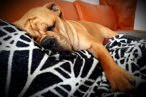 Continental Bulldog Seeblickbulls 210831 Continental Bulldog Seeblickbulls 210831