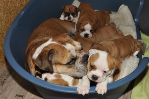 Continental Bulldog Seeblickbulls 210909 Continental Bulldog Seeblickbulls 210909