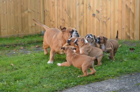 Continental Bulldog Seeblickbulls 210912 Continental Bulldog Seeblickbulls 210912
