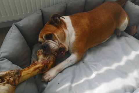 Continental Bulldog Seeblickbulls 210916 Continental Bulldog Seeblickbulls 210916