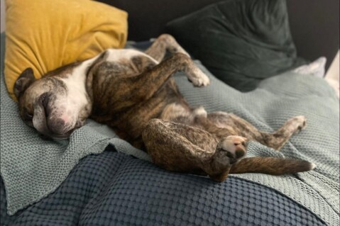 Continental Bulldog Seeblickbulls 210921 Continental Bulldog Seeblickbulls 210921