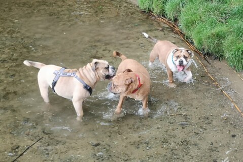 Continental Bulldog Seeblickbulls 210926 Continental Bulldog Seeblickbulls 210926