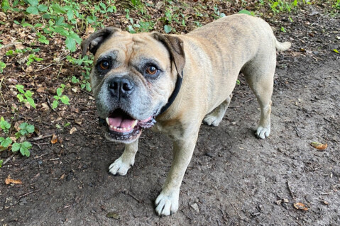 Continental Bulldog Seeblickbulls 211008 Continental Bulldog Seeblickbulls 211008