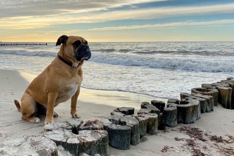 Continental Bulldog Seeblickbulls 211019 Continental Bulldog Seeblickbulls 211019