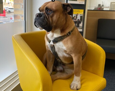 Continental Bulldog Seeblickbulls 211030 Continental Bulldog Seeblickbulls 211030