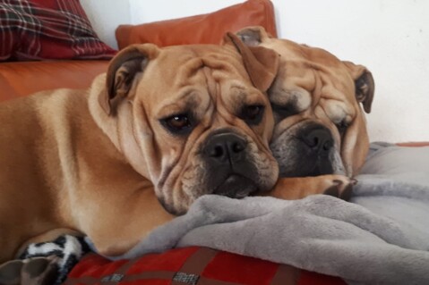 Continental Bulldog Seeblickbulls 211105 Continental Bulldog Seeblickbulls 211105