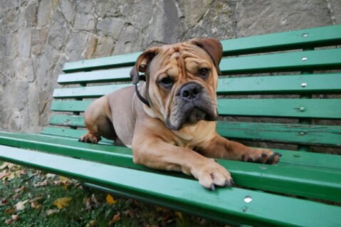 Continental Bulldog Seeblickbulls 211108 Continental Bulldog Seeblickbulls 211108