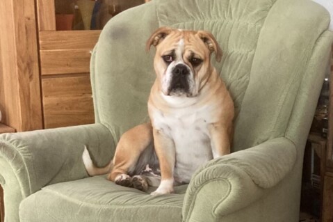 Continental Bulldog Seeblickbulls 211113 Continental Bulldog Seeblickbulls 211113