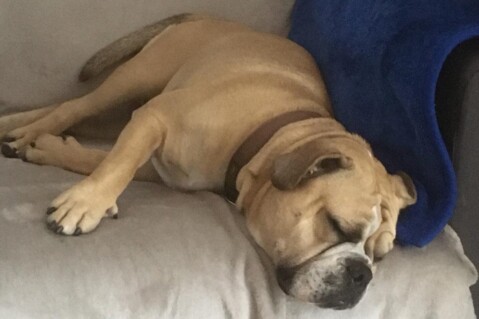 Continental Bulldog Seeblickbulls 211117 Continental Bulldog Seeblickbulls 211117
