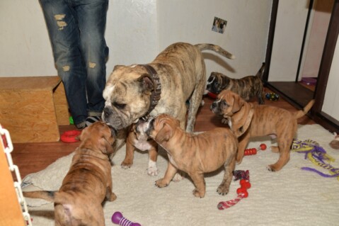 Continental Bulldog Seeblickbulls 211121 Continental Bulldog Seeblickbulls 211121