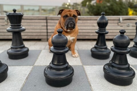 Continental Bulldog Seeblickbulls 211128 Continental Bulldog Seeblickbulls 211128