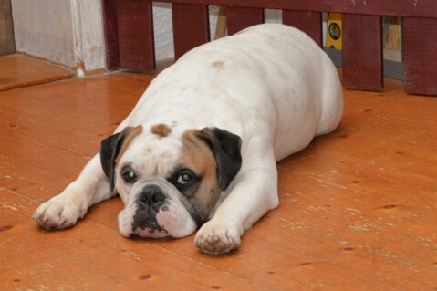 Continental Bulldog Seeblickbulls 211212 Continental Bulldog Seeblickbulls 211212