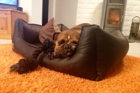 Continental Bulldog Seeblickbulls 211215 Continental Bulldog Seeblickbulls 211215