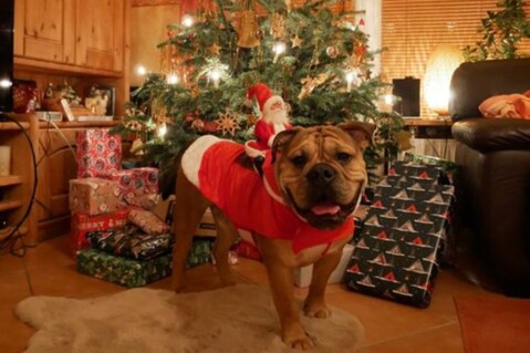 Continental Bulldog Seeblickbulls 211225 Continental Bulldog Seeblickbulls 211225