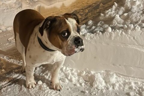 Continental Bulldog Seeblickbulls 220118 Continental Bulldog Seeblickbulls 220118