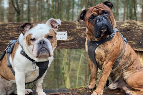 Continental Bulldog Seeblickbulls 220125 Continental Bulldog Seeblickbulls 220125