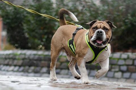 Continental Bulldog Seeblickbulls 220207 Continental Bulldog Seeblickbulls 220207