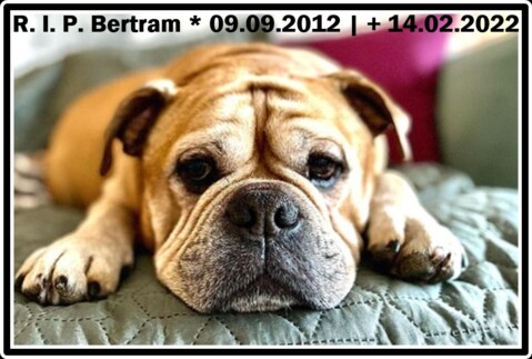 Continental Bulldog Seeblickbulls 220214 Continental Bulldog Seeblickbulls 220214