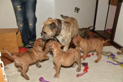 Continental Bulldog Seeblickbulls 220218 Continental Bulldog Seeblickbulls 220218
