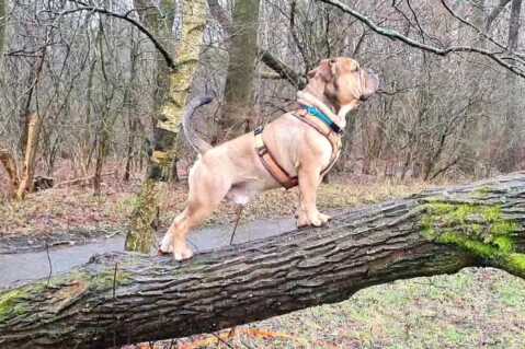 Continental Bulldog Seeblickbulls 220309 Continental Bulldog Seeblickbulls 220309