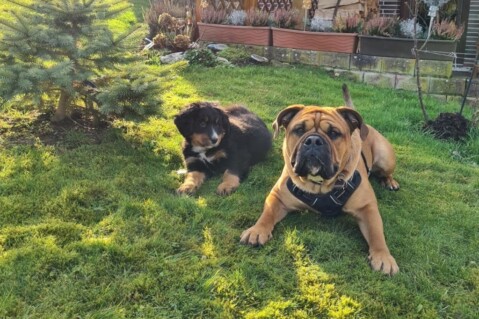 Continental Bulldog Seeblickbulls 220316 Continental Bulldog Seeblickbulls 220316
