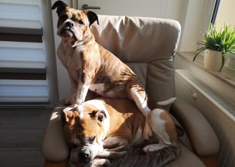 Continental Bulldog Seeblickbulls 220322 Continental Bulldog Seeblickbulls 220322