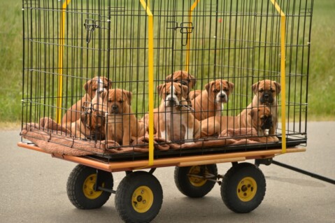 Continental Bulldog Seeblickbulls 220413 Continental Bulldog Seeblickbulls 220413