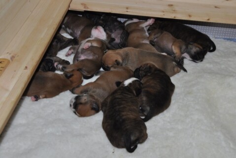 Continental Bulldog Seeblickbulls 220415 Continental Bulldog Seeblickbulls 220415