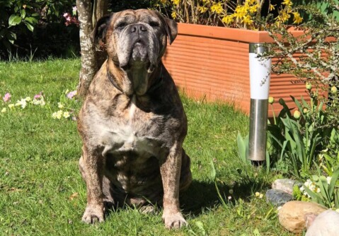 Continental Bulldog Seeblickbulls 220421 Continental Bulldog Seeblickbulls 220421
