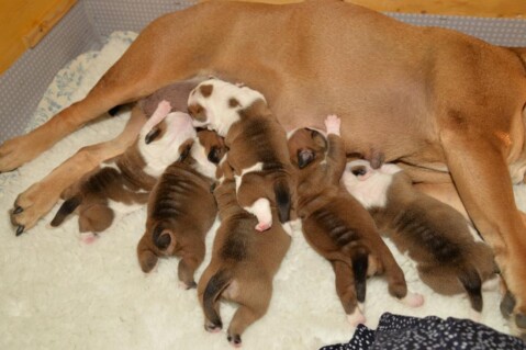 Continental Bulldog Seeblickbulls 220430 Continental Bulldog Seeblickbulls 220430