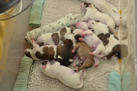 Continental Bulldog Seeblickbulls 220502 Continental Bulldog Seeblickbulls 220502