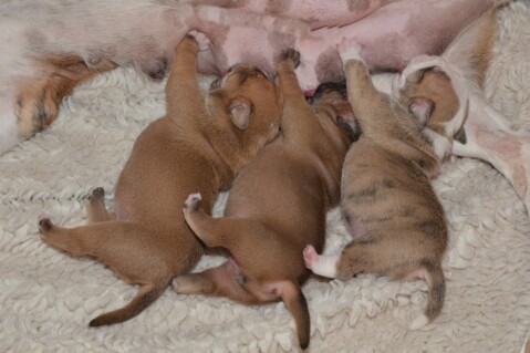 Continental Bulldog Seeblickbulls 220505 Continental Bulldog Seeblickbulls 220505