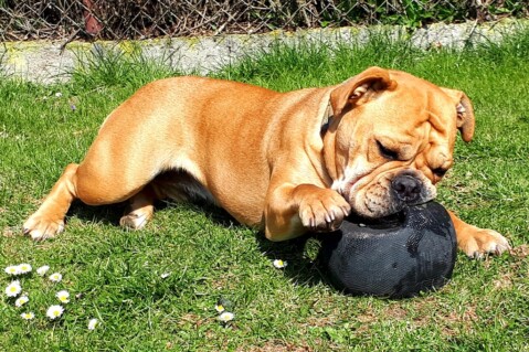 Continental Bulldog Seeblickbulls 220510 Continental Bulldog Seeblickbulls 220510