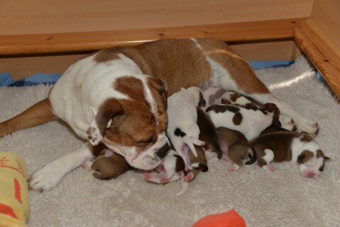 Continental Bulldog Seeblickbulls 220514 Continental Bulldog Seeblickbulls 220514