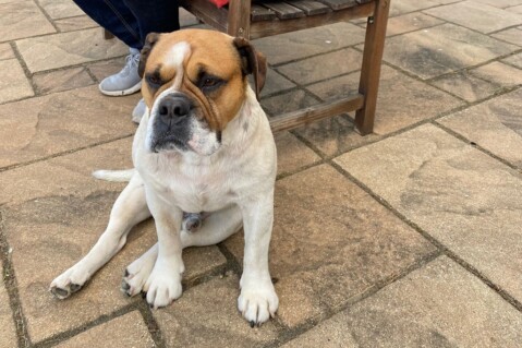 Continental Bulldog Seeblickbulls 220525 Continental Bulldog Seeblickbulls 220525
