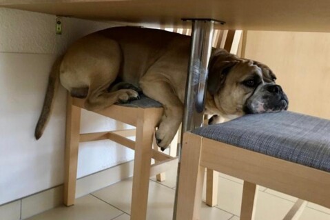 Continental Bulldog Seeblickbulls 220611 Continental Bulldog Seeblickbulls 220611