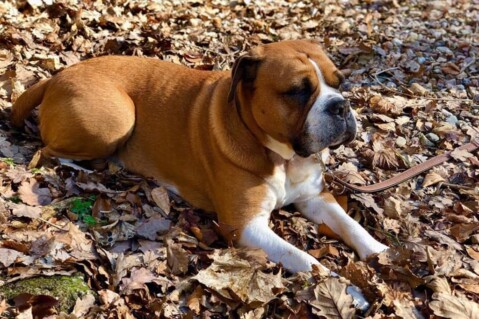 Continental Bulldog Seeblickbulls 220619 Continental Bulldog Seeblickbulls 220619