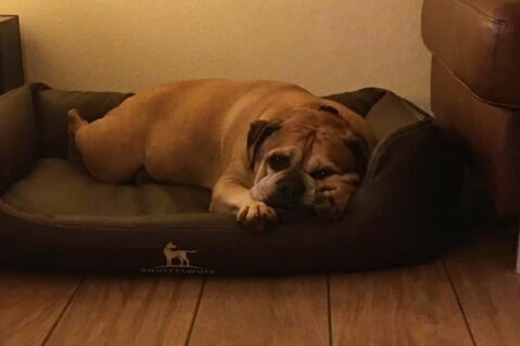 Continental Bulldog Seeblickbulls 220626 Continental Bulldog Seeblickbulls 220626