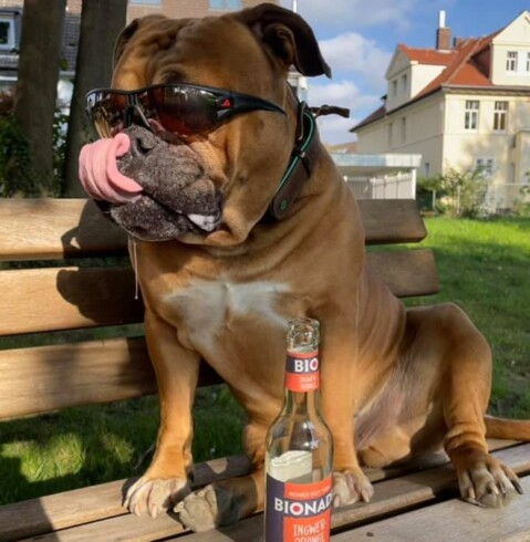 Continental Bulldog Seeblickbulls 220701 Continental Bulldog Seeblickbulls 220701