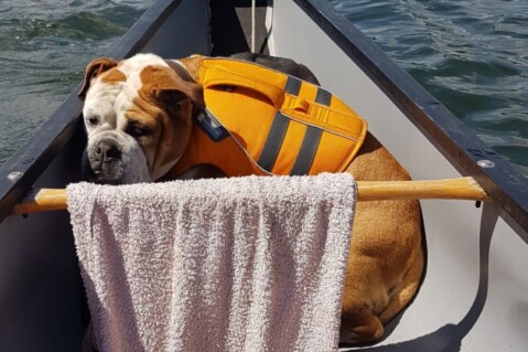 Continental Bulldog Seeblickbulls 220710 Continental Bulldog Seeblickbulls 220710