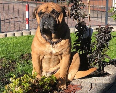 Continental Bulldog Seeblickbulls 220720 Continental Bulldog Seeblickbulls 220720
