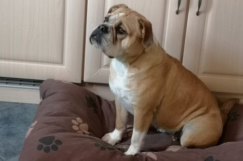 Continental Bulldog Seeblickbulls 220725 Continental Bulldog Seeblickbulls 220725