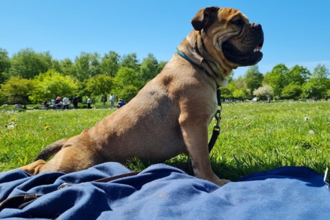 Continental Bulldog Seeblickbulls 220731 Continental Bulldog Seeblickbulls 220731