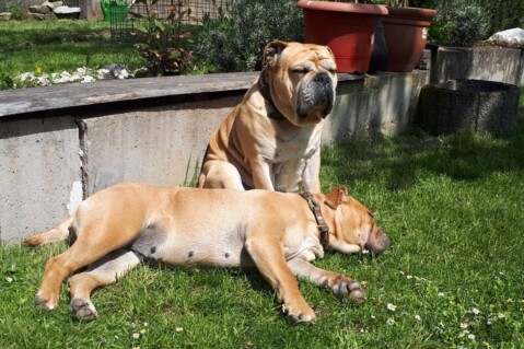 Continental Bulldog Seeblickbulls 220819 Continental Bulldog Seeblickbulls 220819