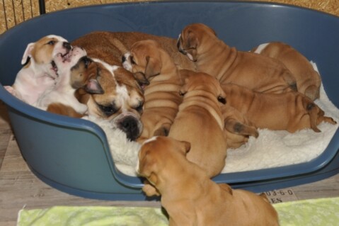 Continental Bulldog Seeblickbulls 220909 Continental Bulldog Seeblickbulls 220909