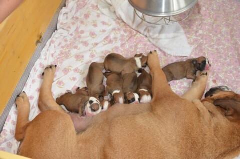 Continental Bulldog Seeblickbulls 220913 Continental Bulldog Seeblickbulls 220913